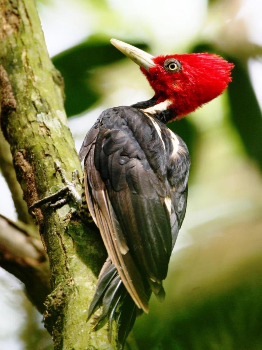 Woodpecker Pale-billed-Birding Costa Rica-Ecotours-ToucanBirdingEcolodge-costaricacom-IMG