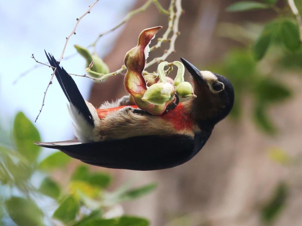 Woodpecker Puerto Rican-Birding Puerto Rico by Ecotours-Worldwidecom-S05A