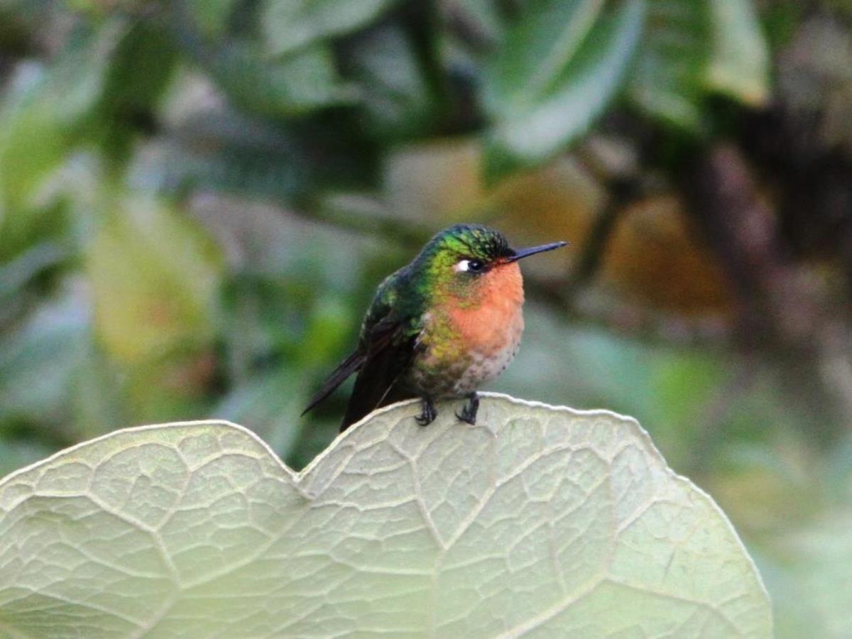 Woodstar Santa Marta Woodstar female ENDEMIC-Birding-Wildlife  Photography Tour in Colombia by Ecotours-Worldwidecom-IMG