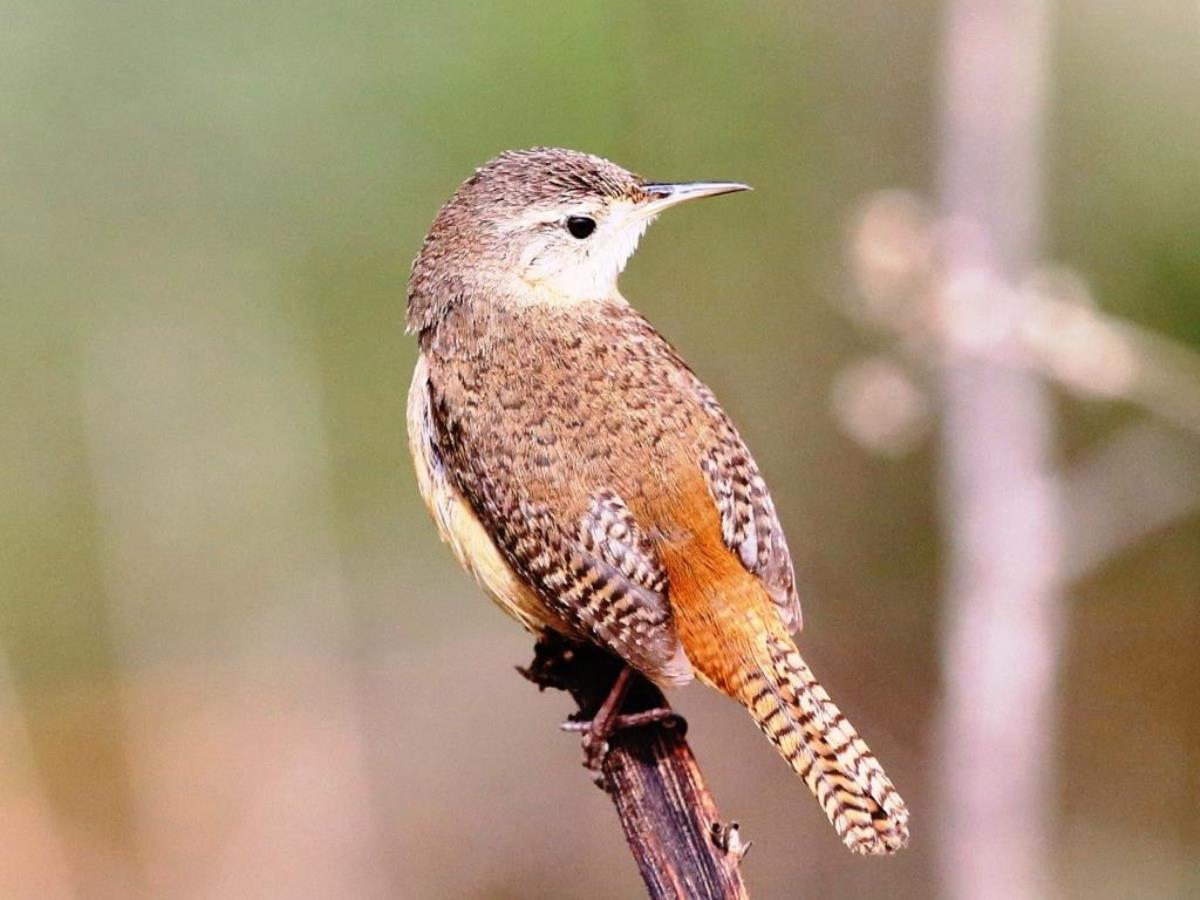 Wren House-Peru Birding Tour by Ecotours-Worldwidecom-S05A
