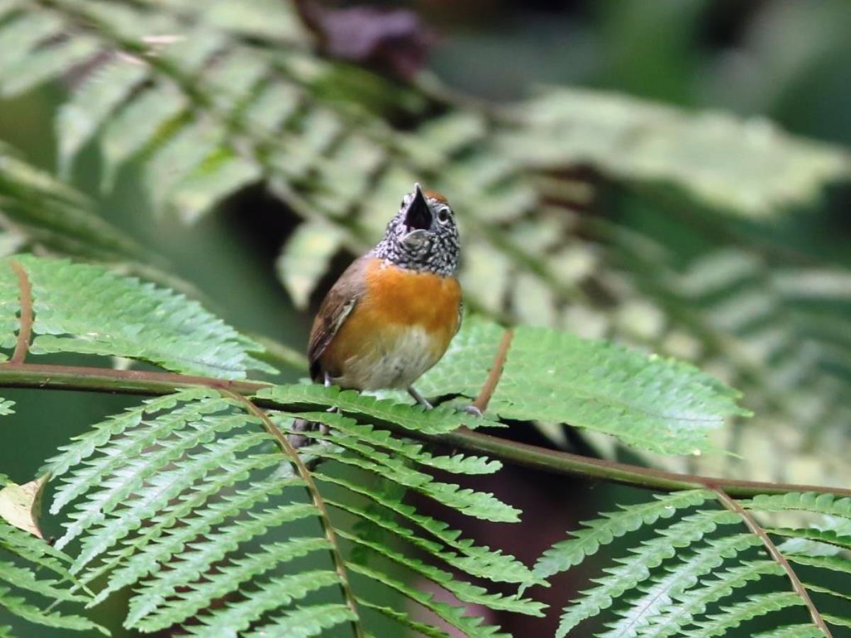 Wren Rufous-breasted Wren-Trinidad  Tobago Birding-Wildlife-Phototours by Ecotours-Worldwidecom-S05A