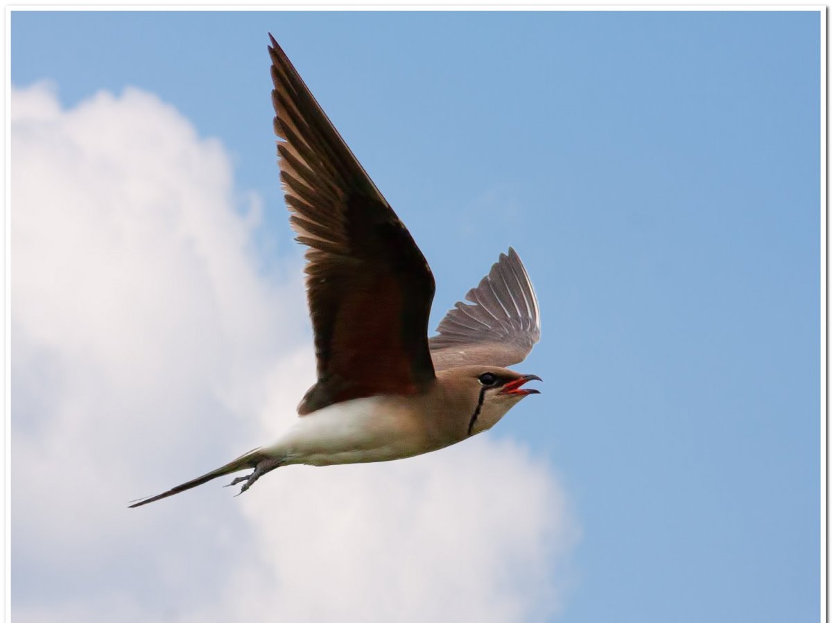 Collared Pratincole-Ecotours-Kondor EcoLodge-Hungary- S