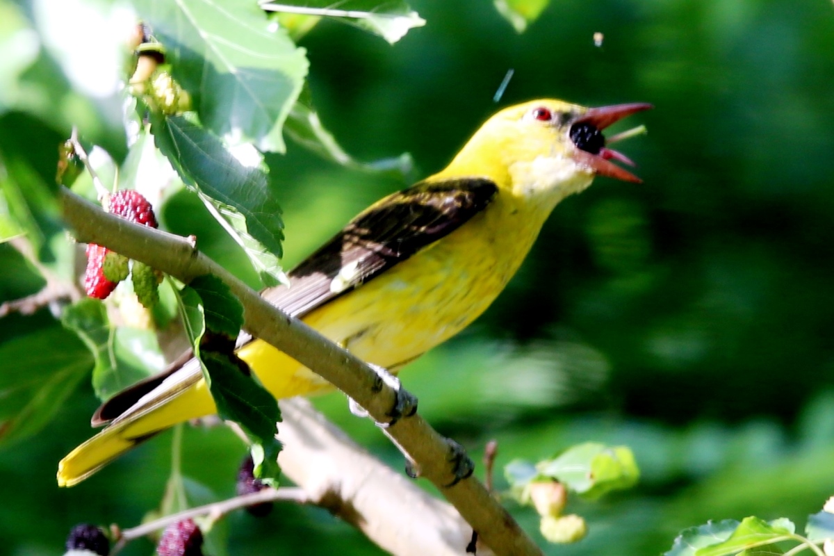Oriole-Eurasian-Golden-Kiskunsag-Birding-Wildlife-tour-Hungary-Ecotours-KondorEcolodgehu-S05A