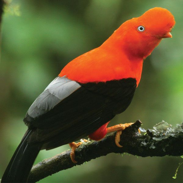 Birding in Peru