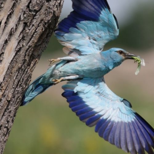 Kondor Ecolodge - Hungary